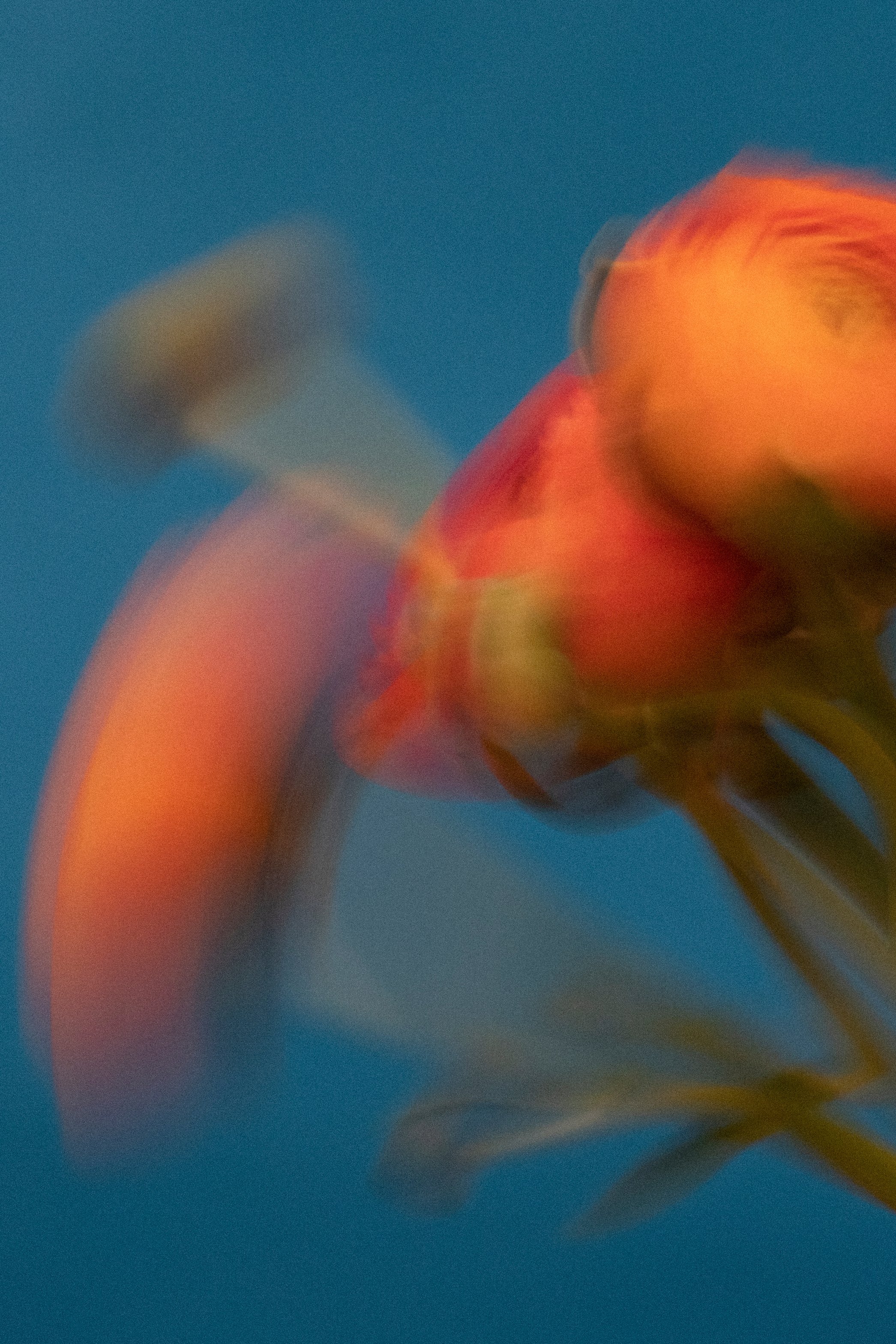 Bouquet of Flowers on Blue Background